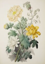 Vintage Chrysanthemum Botanical Print