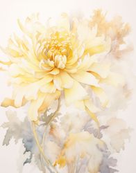 Blooming Chrysanthemum