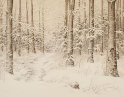 Frozen Forest Silence