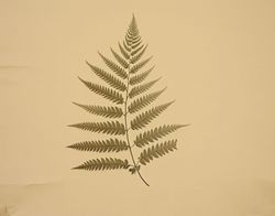 Vintage Fern Elegance