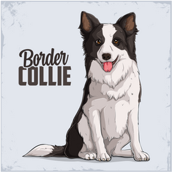 Border Collie