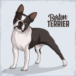 Boston Terrier