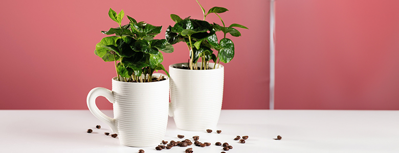 5 Creative Ways to Use Your Favorite Coffee Mugs Beyond Drinking 5 Creative Ways to Use Your Favorite Coffee Mugs Beyond Drinking